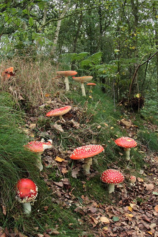 Fly Agaric wideangle